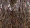rat agouti rat agouti