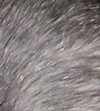 rat bleu russe rat bleu russe