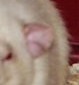 rat dumbo rat dumbo