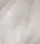 rat himalayen rat himalayen
