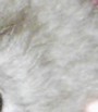 rat mink rat mink
