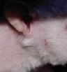 rat nu fuzzy rat nu fuzzy