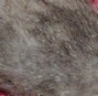 rat rex rat rex