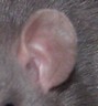 rat standard rat standard