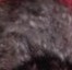 rat velours rat velours