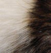 rat agouti hooded rat agouti hooded