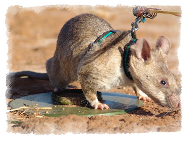 Un rat démineur