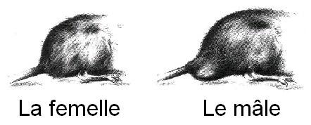 Diffèrences morphologiques entre un rat mâle et un rat femelle