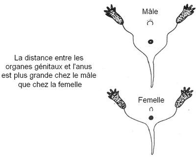 Diffèrences morphologiques entre un rat mâle et un rat femelle